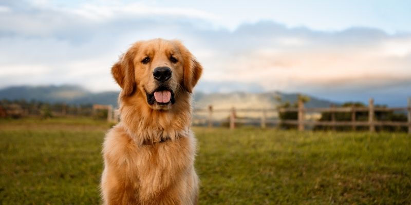 dog breed for beginners