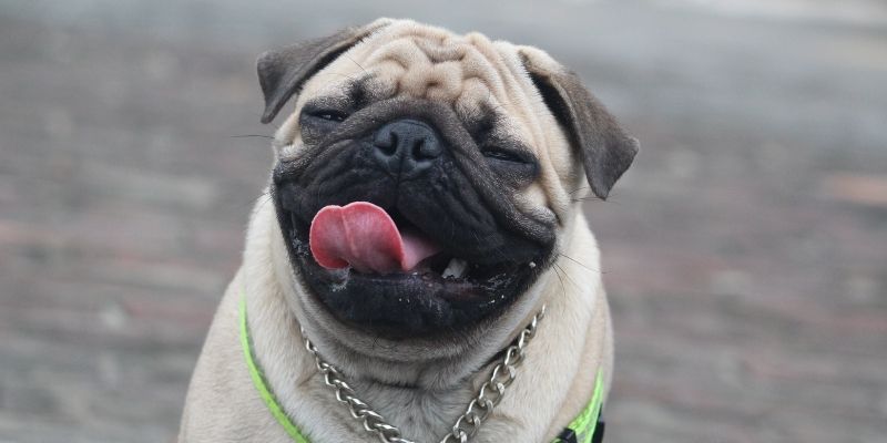 best first dogs, dogs for beginners pugs