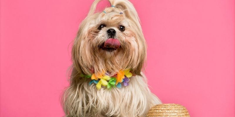 dog breed for beginners shih tzu