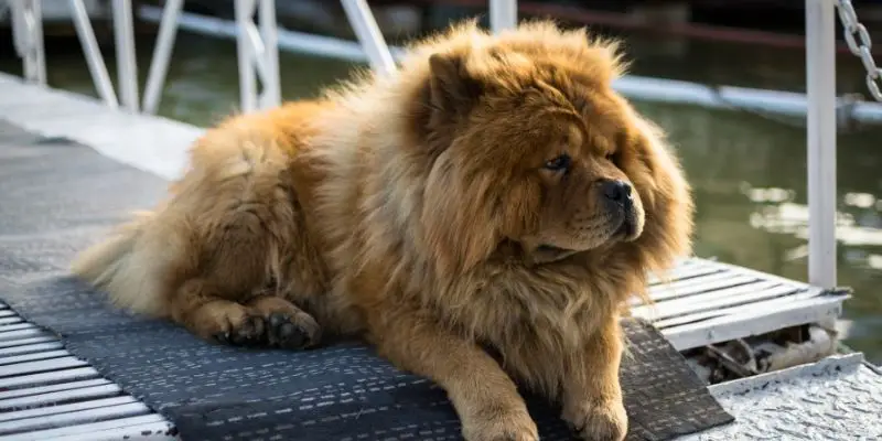 oldest breed of dog from chine chow chow