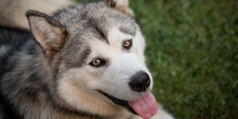 earliest dog breeds close to wolves husky