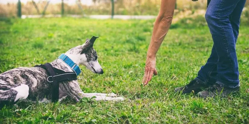 establishing dominance with dog