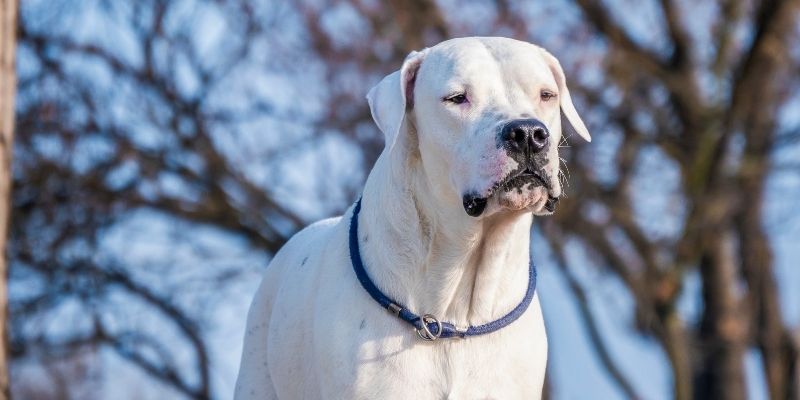 big white dog - dogo argentino