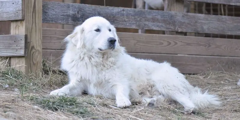 large white dog breed