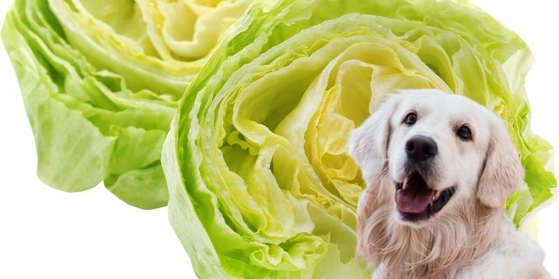iceberg lettuce and happy dog