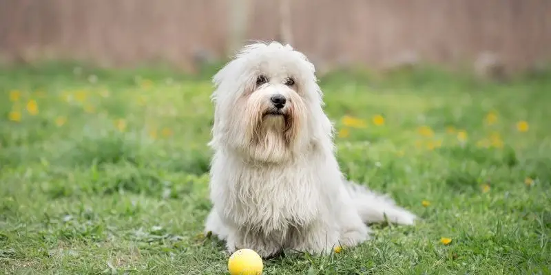 small white dog breed coton de tulear