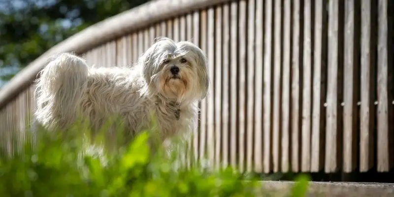 cutest white fluffy dog