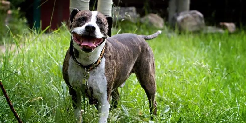 Pitbulls and shedding