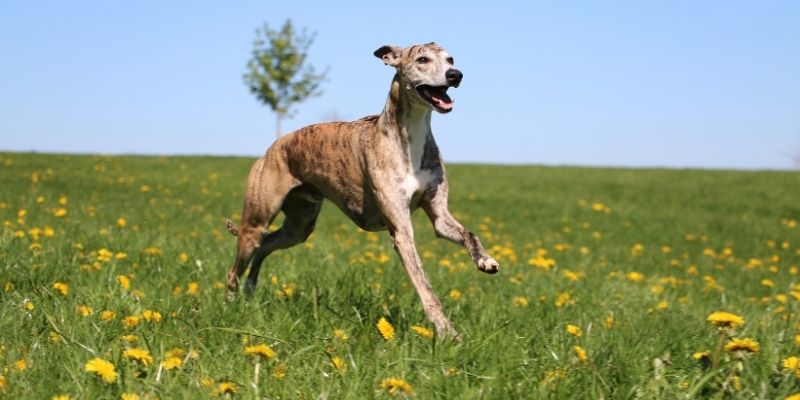 ancient roman dog breed Greyhounds