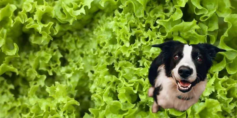 dog in a lettuce