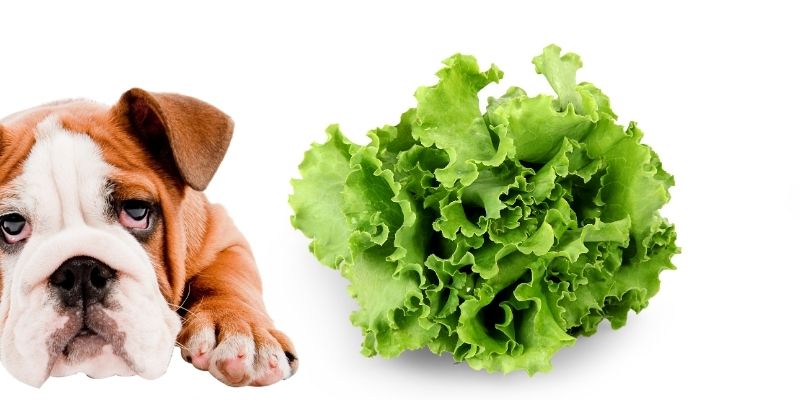 sick dog and lettuce