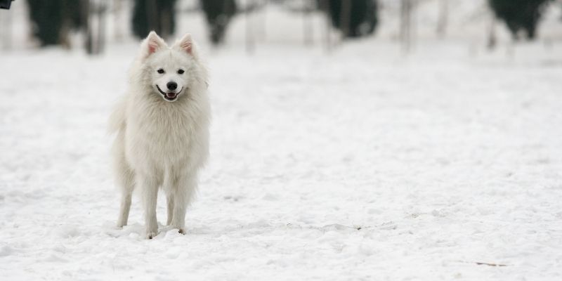 medium white dog