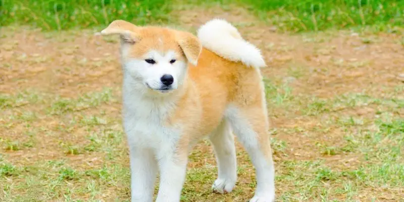 oldest breed of dog akita