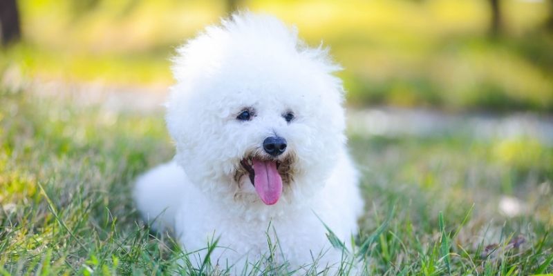 small white dog bichon frise