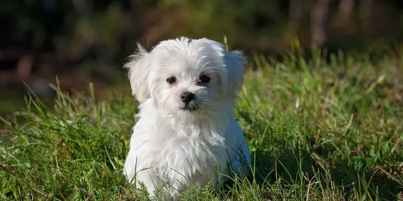 white dog breed maltese