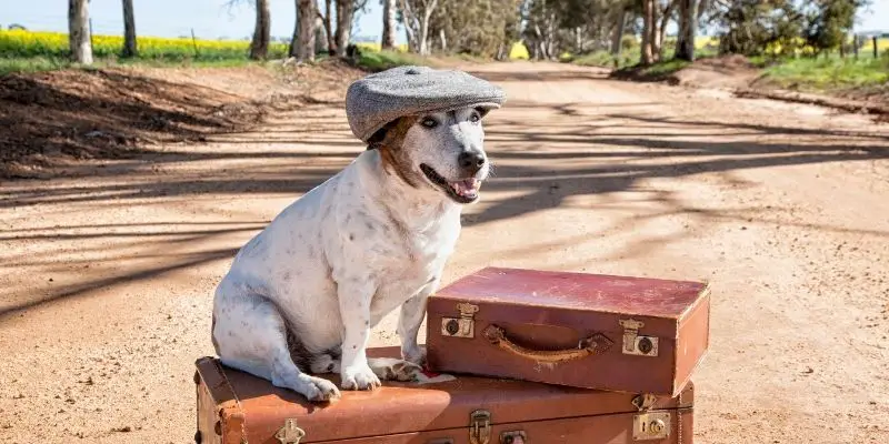 travel crate for 50 pound dog