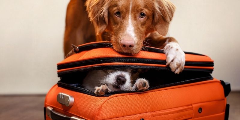 travel crate for 50 pound dog