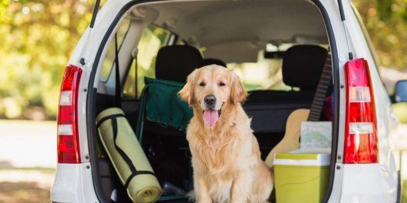 travel crate for 50 pound dog