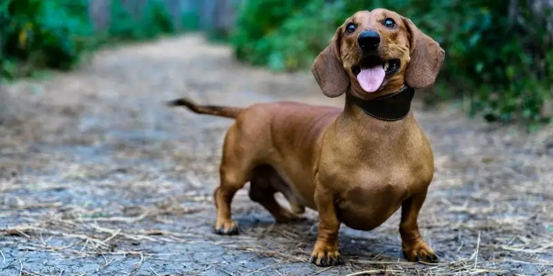 dachshund happy dog