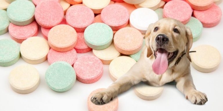 antacid-for-dogs-active-ingredients-do-and-don-ts