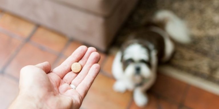 how-long-do-worming-tablets-take-to-work-in-dogs