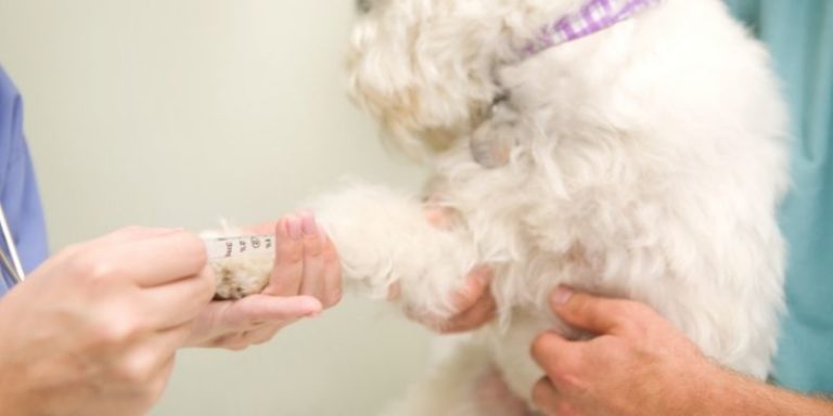 how-much-does-it-cost-to-treat-heartworms-in-dogs