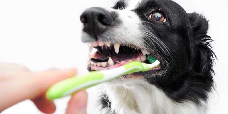 Bad Dog Teeth Common Signs And Home Treatment Options