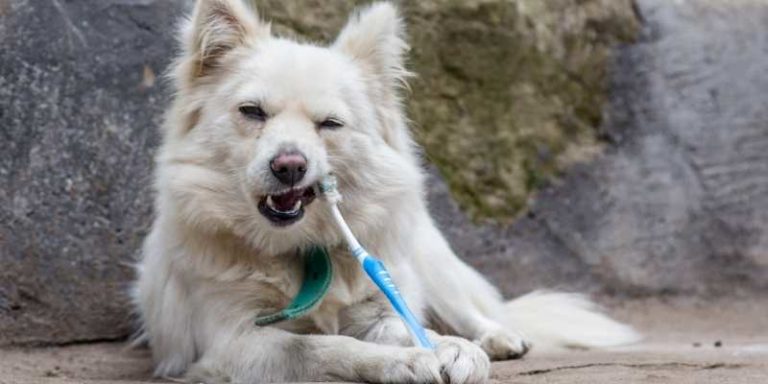 Bad Dog Teeth Common Signs And Home Treatment Options