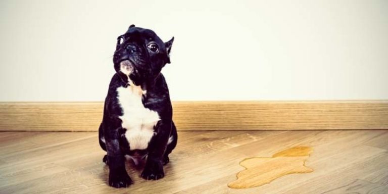  why is my puppy peeing so much what to do when it happens 