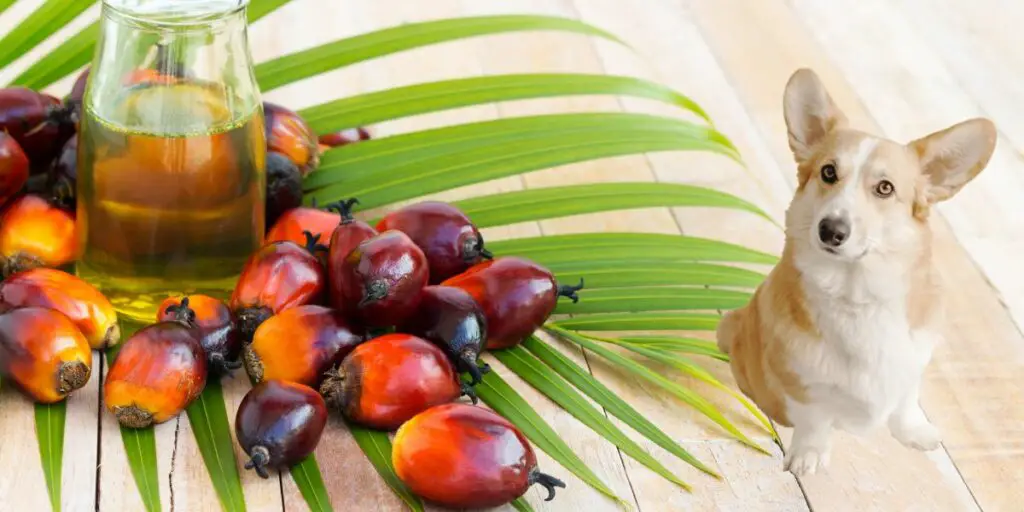 is-palm-oil-bad-for-dogs-how-much-of-it-is-toxic