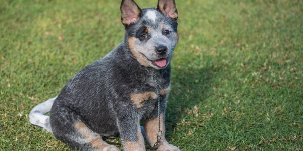 size and weight of your blue heeler