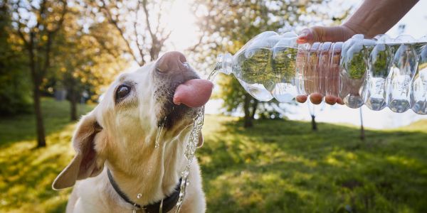 make dog drink more water